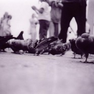 7 Reasons to Hate Pigeons