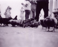 7 Reasons to Hate Pigeons
