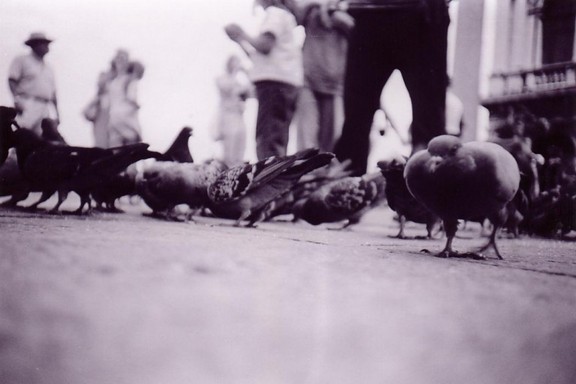 A black and white lomograph of pigeons eating in Venice
