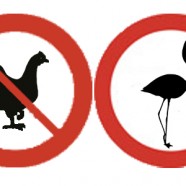 7 Reasons to Replace Chickens With Flamingos