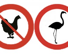 7 Reasons to Replace Chickens With Flamingos