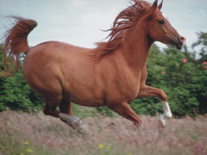 7 Reasons That Looking Like A Horse Shouldn’t Be A Barrier To Success