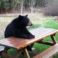 7 Reasons To Plan Your Picnic Carefully