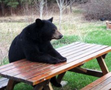 7 Reasons To Plan Your Picnic Carefully