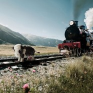 7 Reasons A Cow On The Line Is Not So Bad