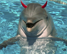 Guest Post: 7 Reasons Dolphins Are The Physical Embodiment Of Evil