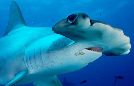 7 Reasons It Must Be Tough Being A Shark