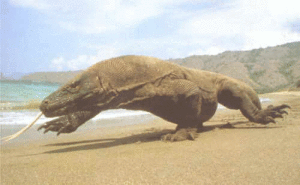 7 Reasons a Komodo Dragon is the Ideal Pet