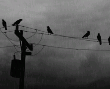 7 Reasons To Stone The Crows