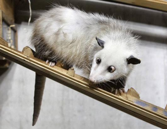 Possum Cross Eyed. And a cross-eyed opossum would