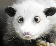 7 Reasons to get a Cross-Eyed Opossum