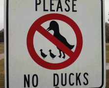 7 Reasons That Anatidaephobia Must be Awful