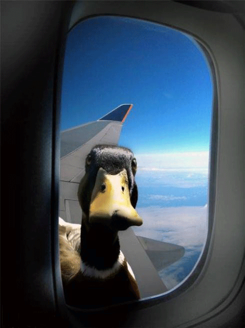 a scary duck staring into a plane