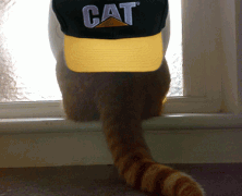 7 Reasons to Wear a CAT Cap When Borrowing a Flat Flap (For Fat Cats)