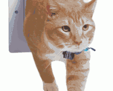 7 Reasons To Borrow A Cat Flap