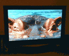 7 Reasons Not To Have A Staring Contest With The BBC One Ident Hippo