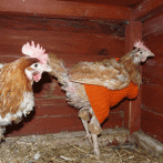 Guest Post: 7 Reasons Why Almost Everyone Should Keep Chickens