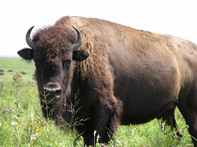 A large buffalo standing in a field looking directly at the camera