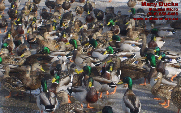 Just lots and lots of ducks.