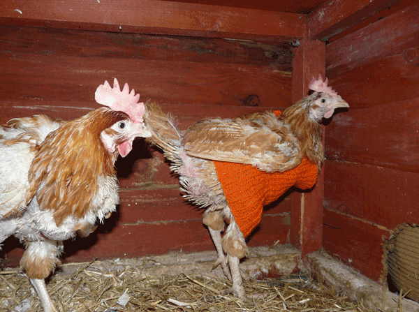 Guest Post: 7 Reasons Why Almost Everyone Should Keep Chickens