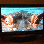 7 Reasons Not To Have A Staring Contest With The BBC One Ident Hippo
