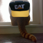 7 Reasons to Wear a CAT Cap When Borrowing a Flat Flap (For Fat Cats)