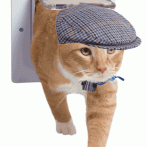 7 Reasons To Wear A Flat Cap When Borrowing A Cat Flap